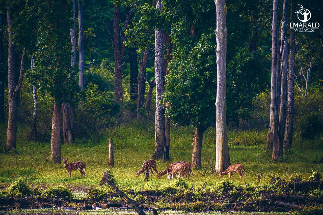 EMARALD HAPPY DAYS CALICUT